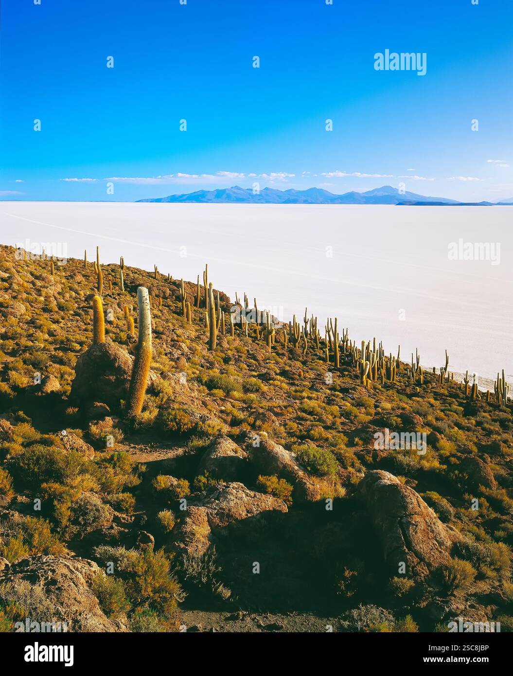 L'Isla del Pescado, Salar de Uyuni, Bolivie, Amérique du Sud Banque D'Images