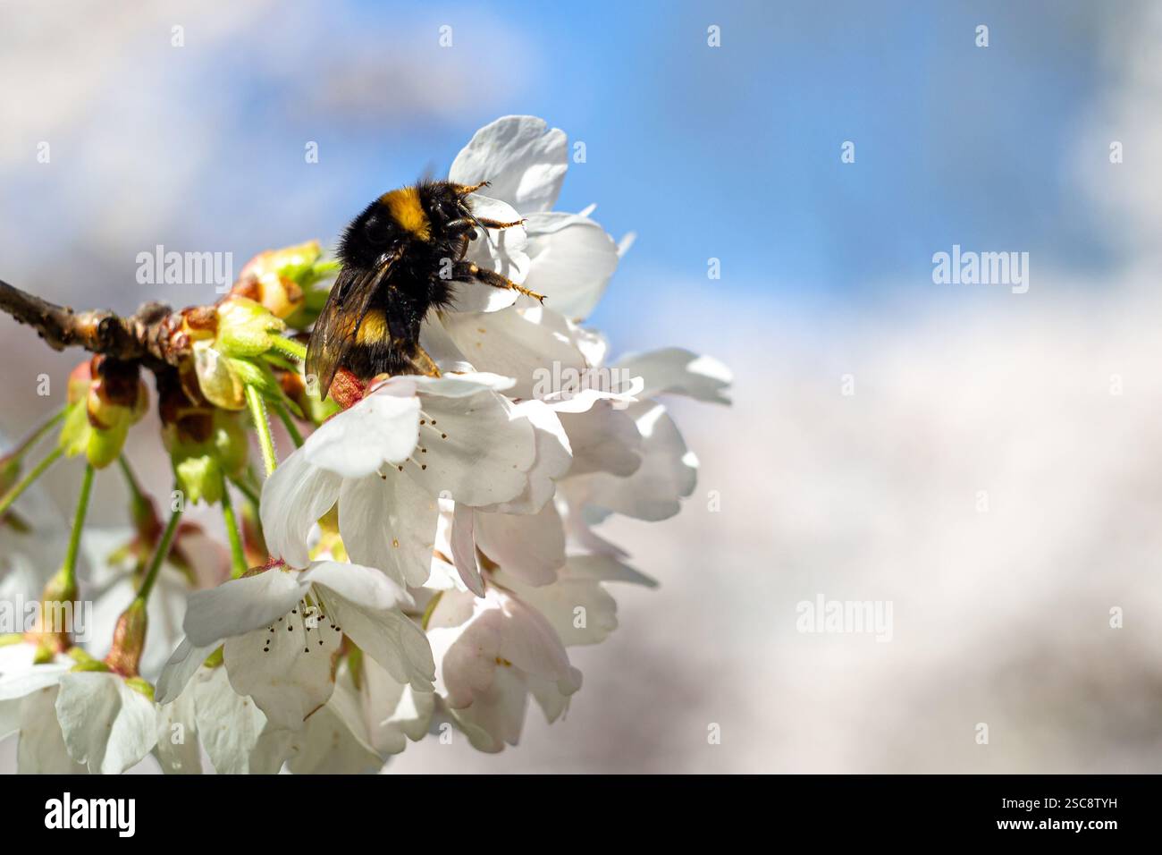 Vue d'un bourdon sur des fleurs de cerisier blanc au printemps. Banque D'Images
