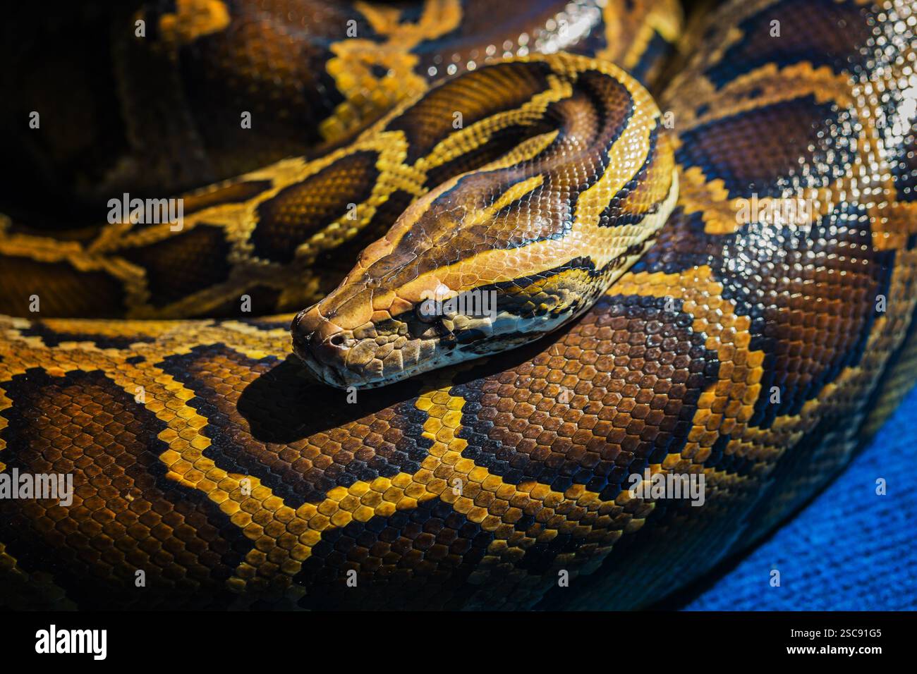 Python royal ou Python, Ball (Python regius) Banque D'Images