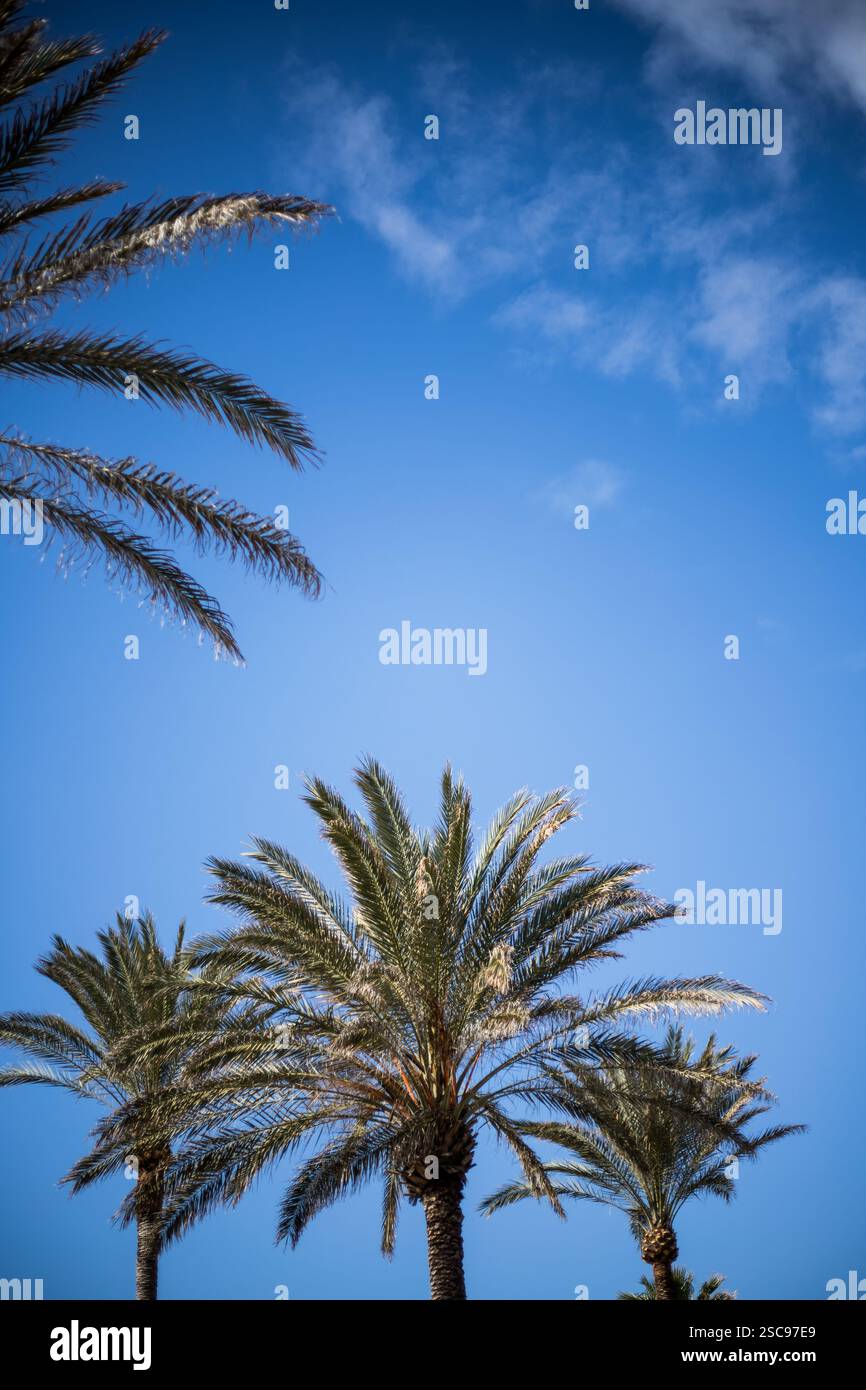 Palmiers sur la plage de Patacona, Alboraya, Valence Banque D'Images