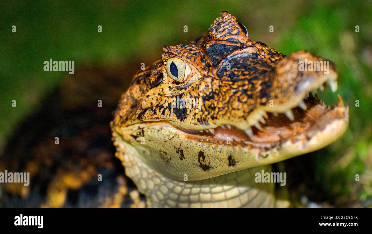 Caïman spectaculaire, caïman blanc, caïman commun, caïman crocodilus, forêt tropicale, Boca Tapada, province d'Alajuela, Costa Rica, Amérique Banque D'Images