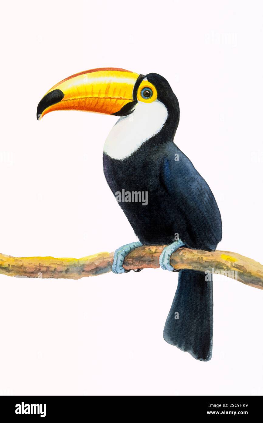 Un oiseau avec grand bec, oiseau toucan assis sur la branche dans avec fond blanc. Illustration de peinture à l'aquarelle sur papier, vie animale. Banque D'Images