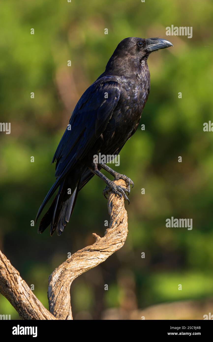Black Crow, Corvs capensis, forêt méditerranéenne, Castille-et-Léon, Espagne, Europe Banque D'Images