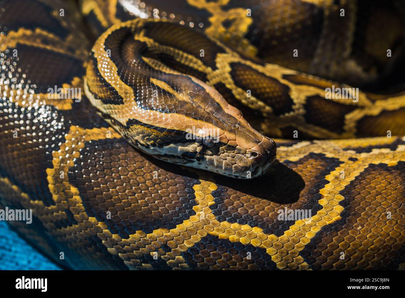 Python royal ou Python, Ball (Python regius) Banque D'Images