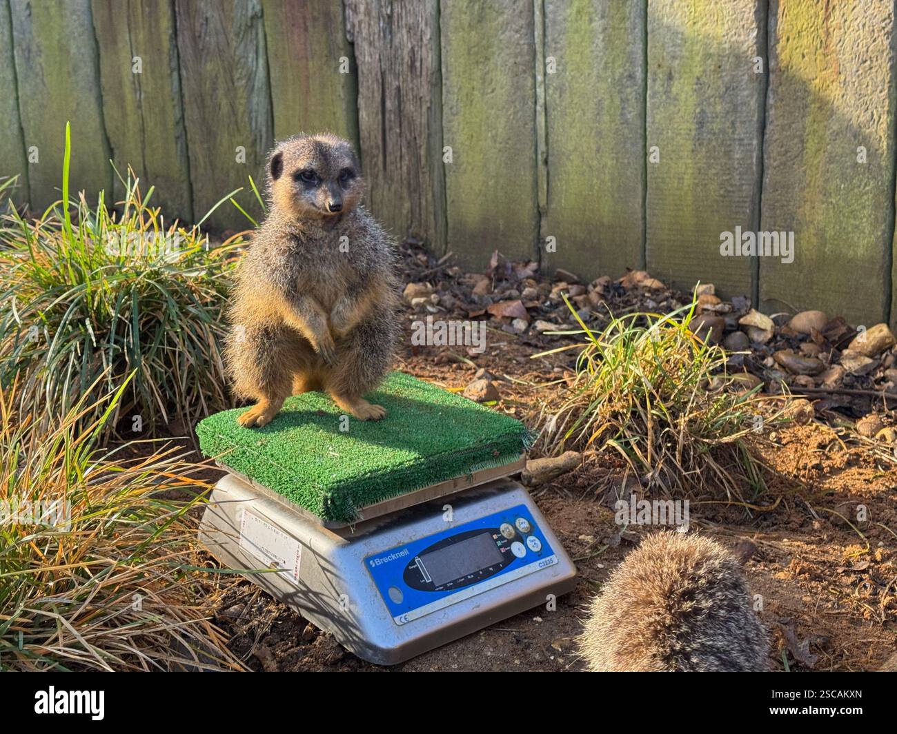 Une suricate sur une balance au zoo de Londres - Image de stock capturée avec un smartphone