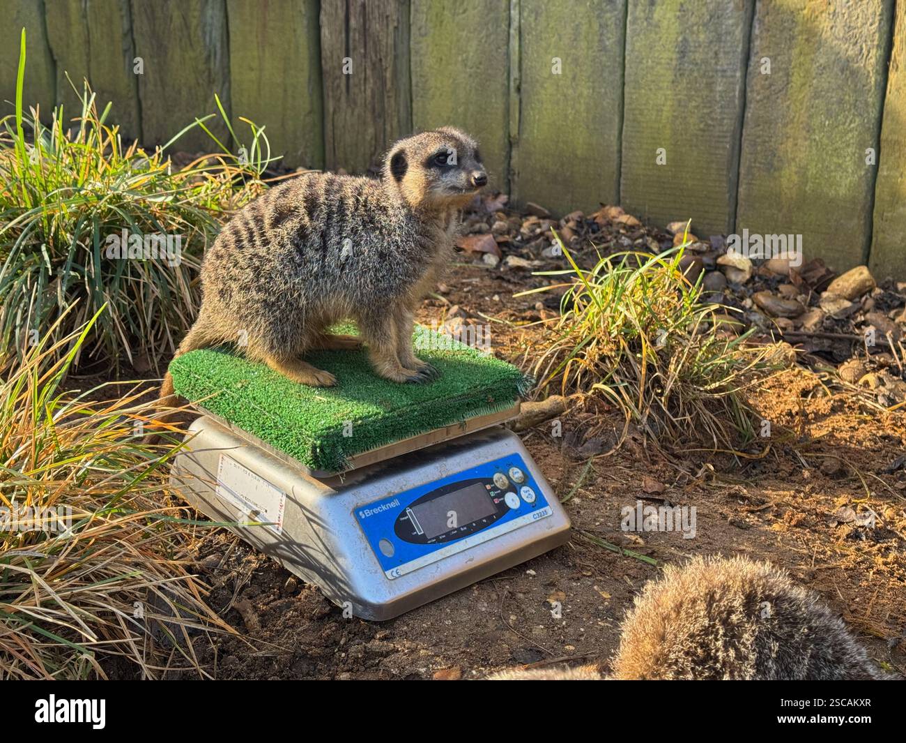 Une suricate sur une balance au zoo de Londres - Image de stock capturée avec un smartphone