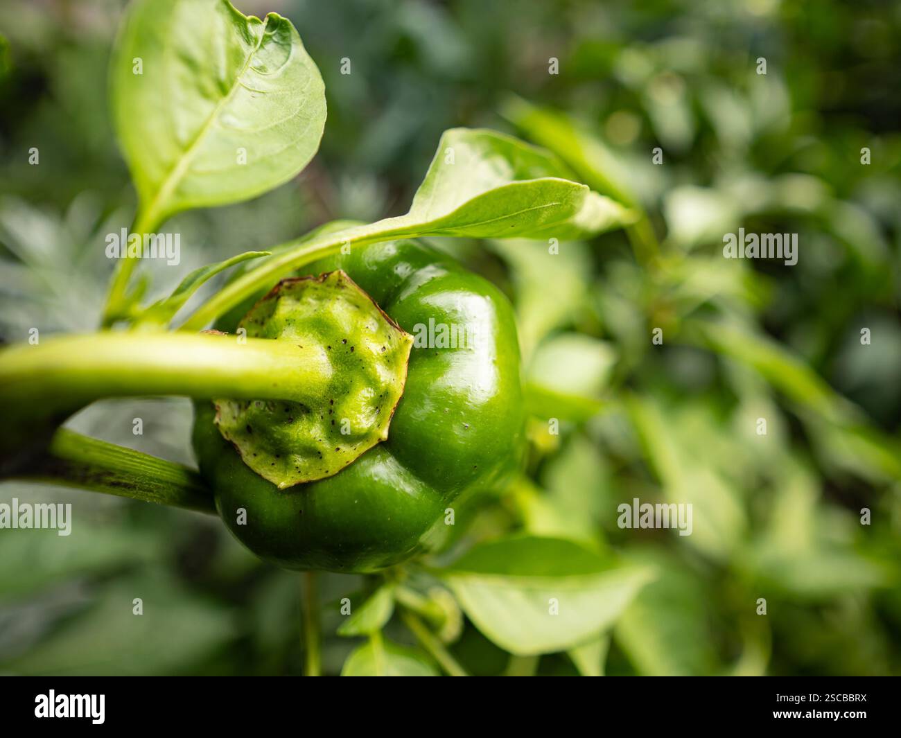 Poivre vert poussant en serre, détail de la tige et du calice Banque D'Images