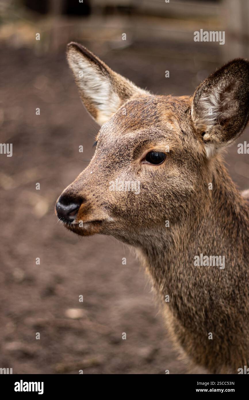Portrait en gros plan d'un jeune fauve à la fourrure douce et aux yeux doux. Parfait pour les thèmes de la faune, de la nature et de la beauté des jeunes animaux. Banque D'Images