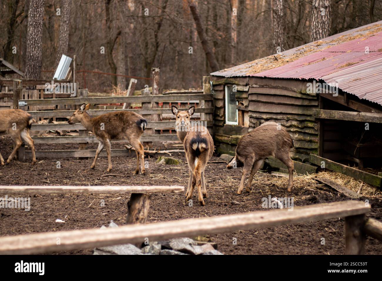 Un groupe de cerfs dans une ferme de cerfs, entouré de champs ouverts et de paysages naturels Banque D'Images