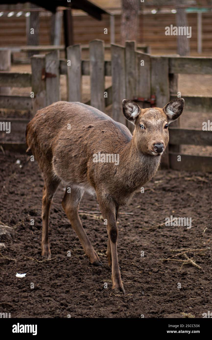 Une biche gracieuse debout sur une ferme de cerfs, entourée de paysages naturels. Parfait pour les thèmes de la faune, de la nature et de l'élevage. Banque D'Images