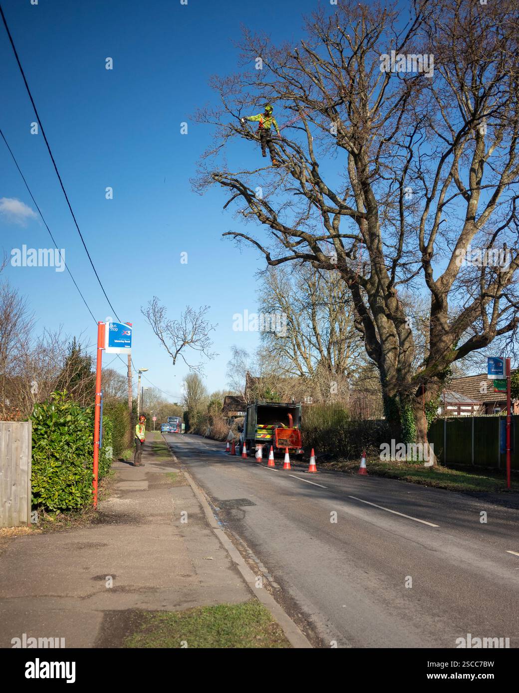Travaux d'arbres, élagage d'arbres, sur une route publique ou autoroute en hiver, Royaume-Uni Banque D'Images