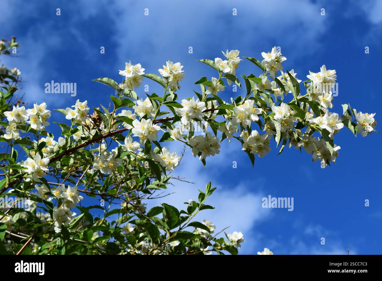 Fleurs de jasmin blanc en fleurs sur fond d'un ciel bleu clair avec quelques nuages éparpillés. Les fleurs ont plusieurs pétales et centres jaunes Banque D'Images