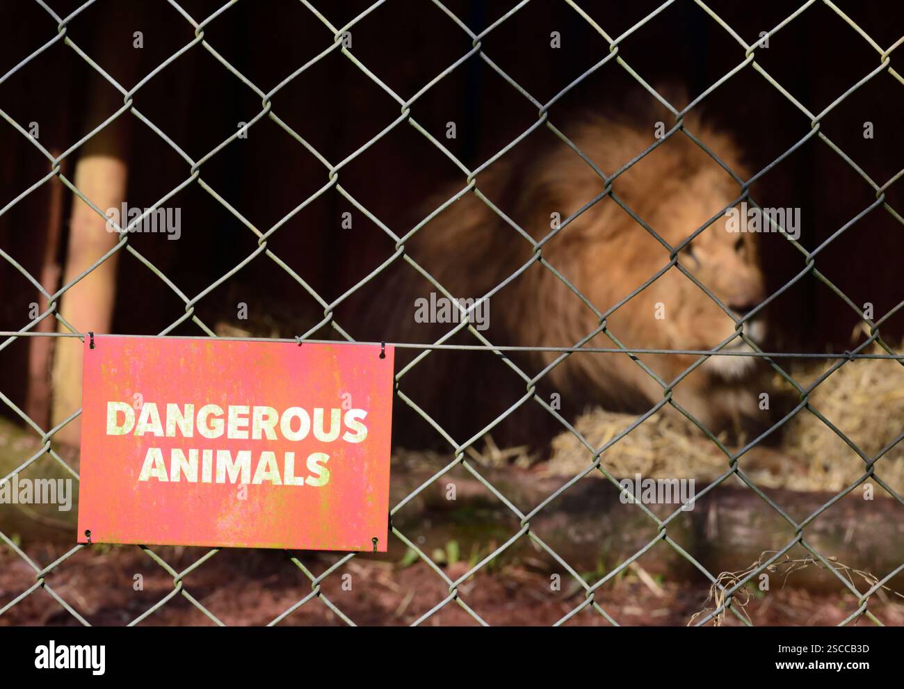 Un lion africain mâle derrière un animal dangereux signe sur la clôture de son enclos au zoo de Paignton. Banque D'Images