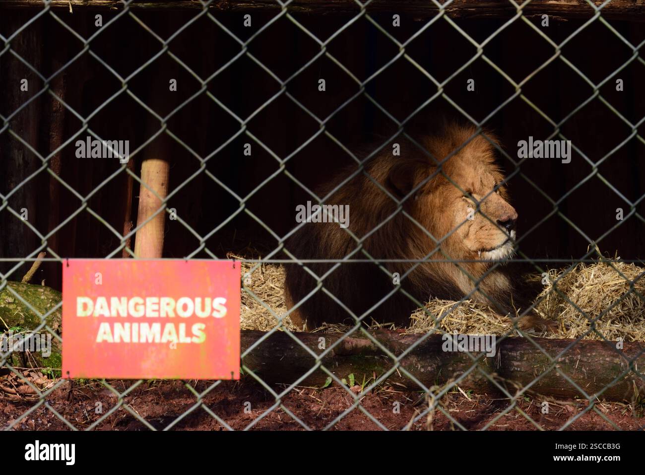 Un lion africain mâle derrière un animal dangereux signe sur la clôture de son enclos au zoo de Paignton. Banque D'Images
