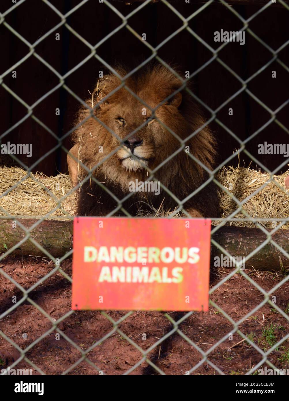 Un lion africain mâle derrière un animal dangereux signe sur la clôture de son enclos au zoo de Paignton. Banque D'Images