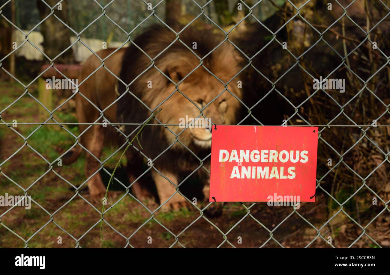 Un lion africain mâle derrière un animal dangereux signe sur la clôture de son enclos au zoo de Paignton. Banque D'Images