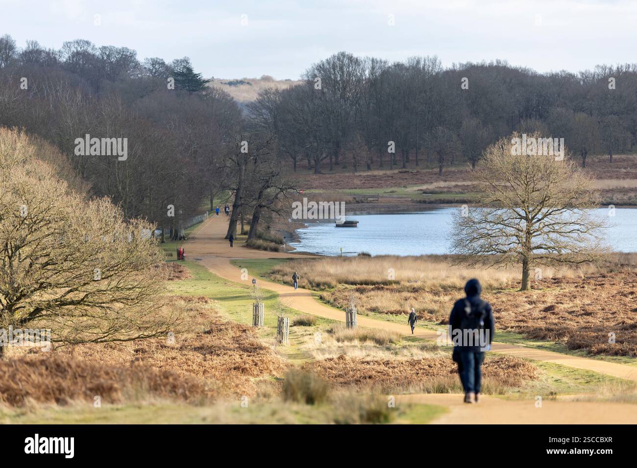 Londres, Angleterre. 6 février 2025. Les gens marchent Richmond Park avec Pen Ponds à l'horizon. Richmond Park dans le sud de Londres, Angleterre. Crédit photo : SMP / Alamy Live News Banque D'Images