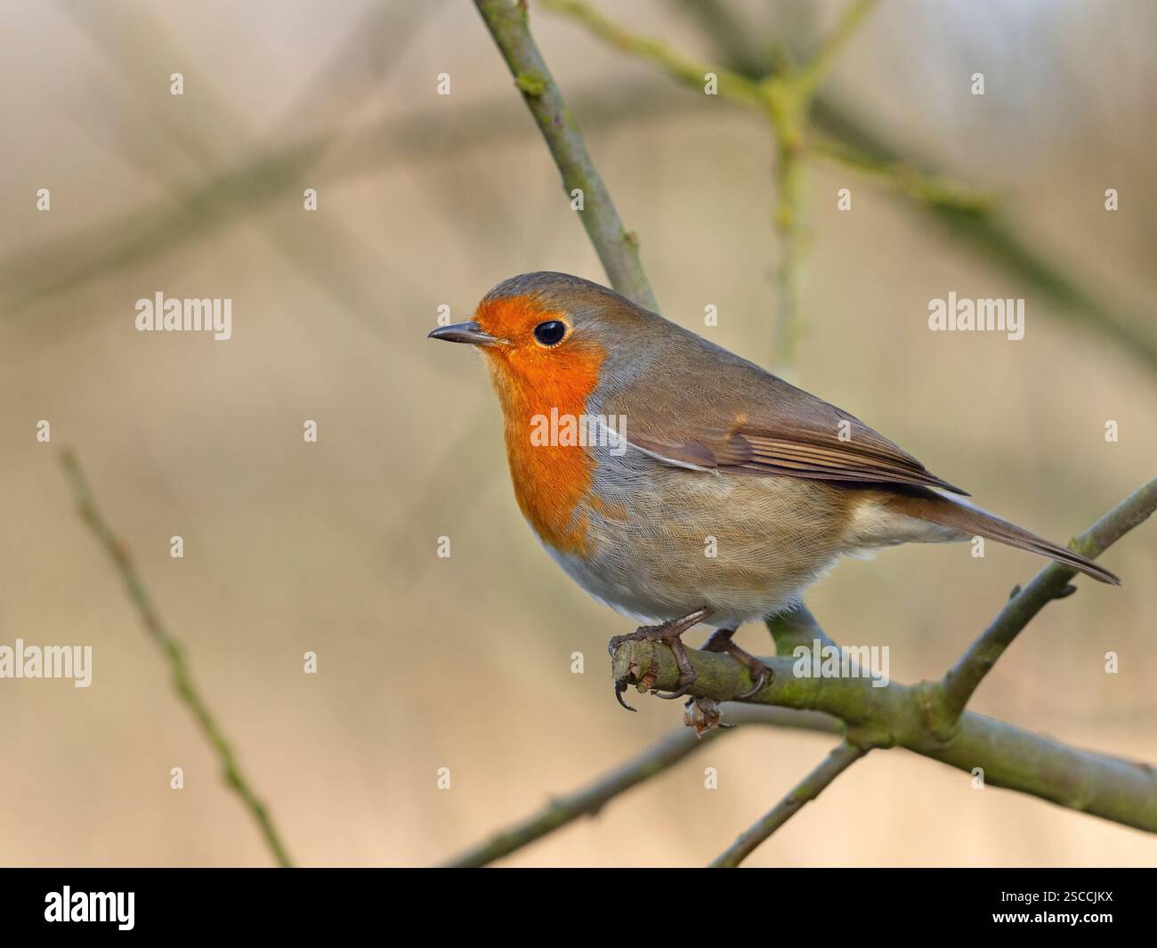 Robin Erithacus rubecula célibataire dans la haie février hiver Banque D'Images
