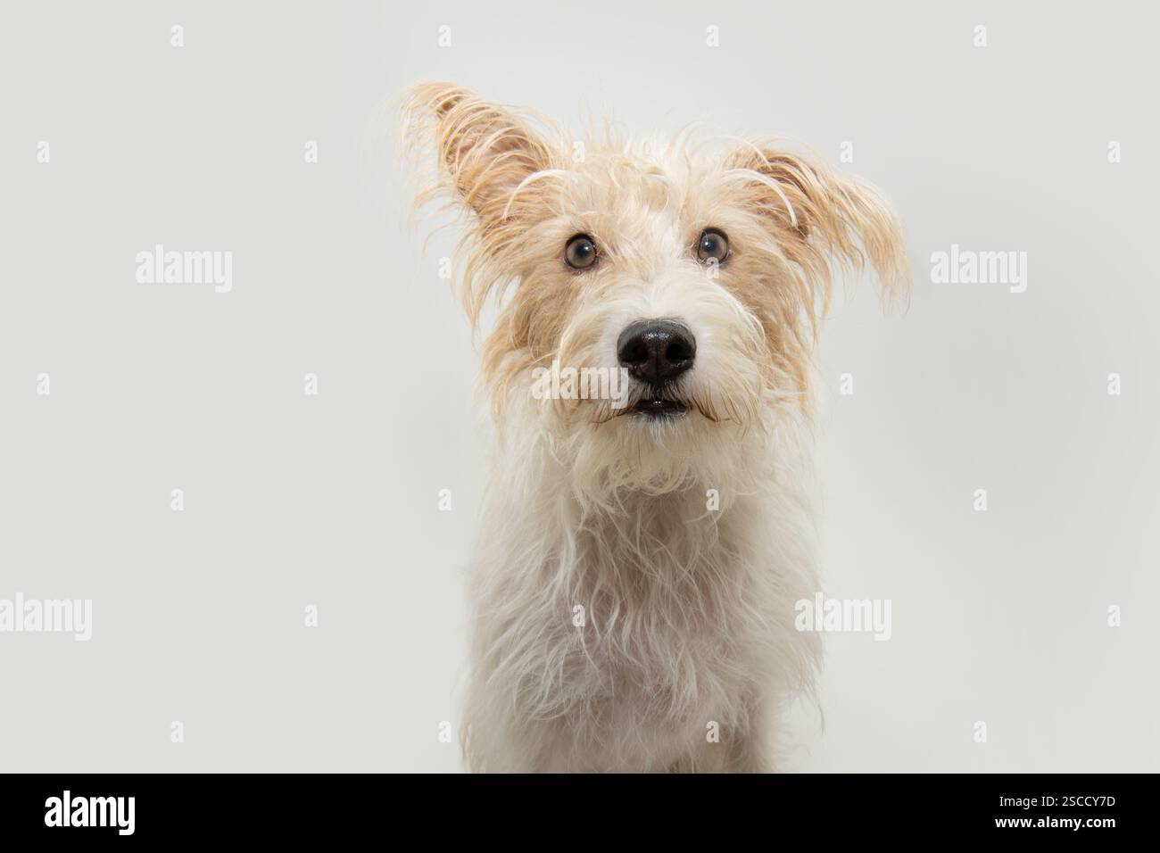 Portrait drôle renard chiot chien avec une oreille vers le haut regardant la caméra. Isolé sur backgorund blanc Banque D'Images