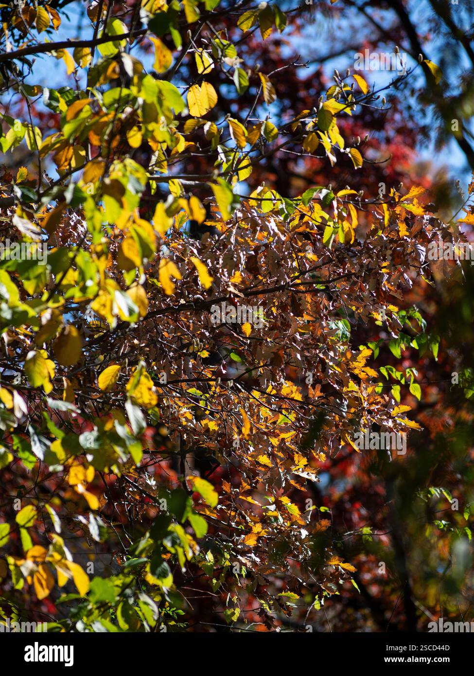 Missouri Botanical Garden - English Woodland Garden, Location : selon Louis MO Banque D'Images
