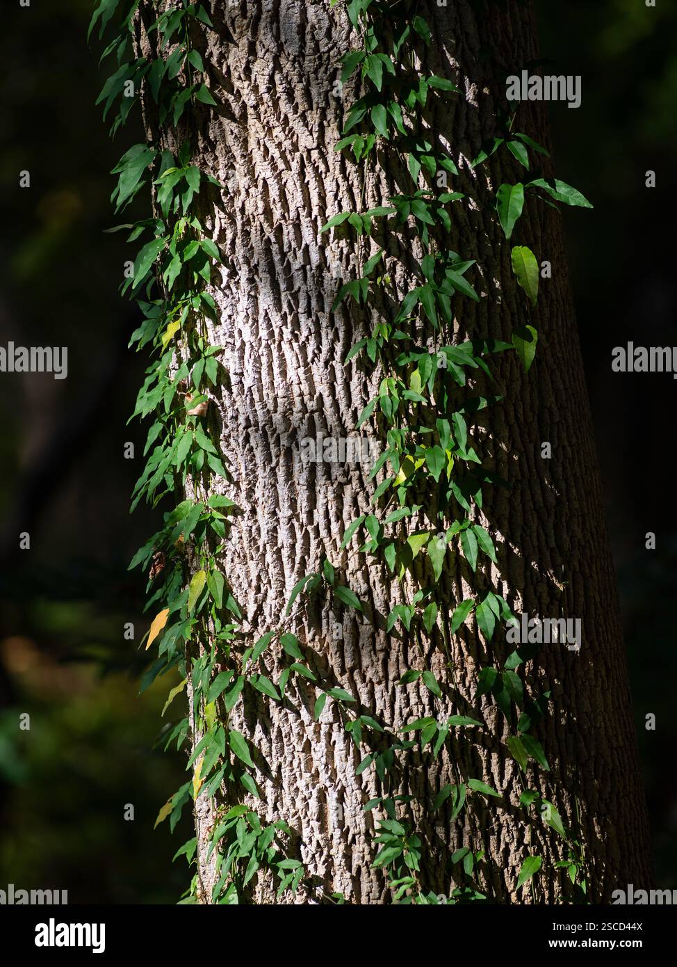 Missouri Botanical Garden - English Woodland Garden, Location : selon Louis MO Banque D'Images
