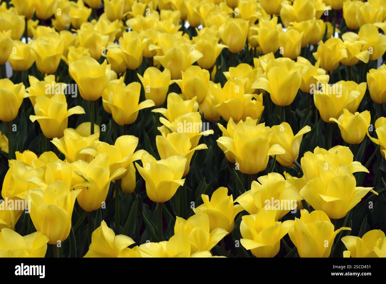 Un champ densément peuplé de tulipes jaunes, le tout fleurissant en harmonie. Les fleurs se distinguent par leur couleur vibrante et sont entourées de vert foncé Banque D'Images