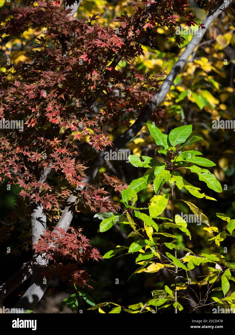 Missouri Botanical Garden - English Woodland Garden, Location : selon Louis MO Banque D'Images