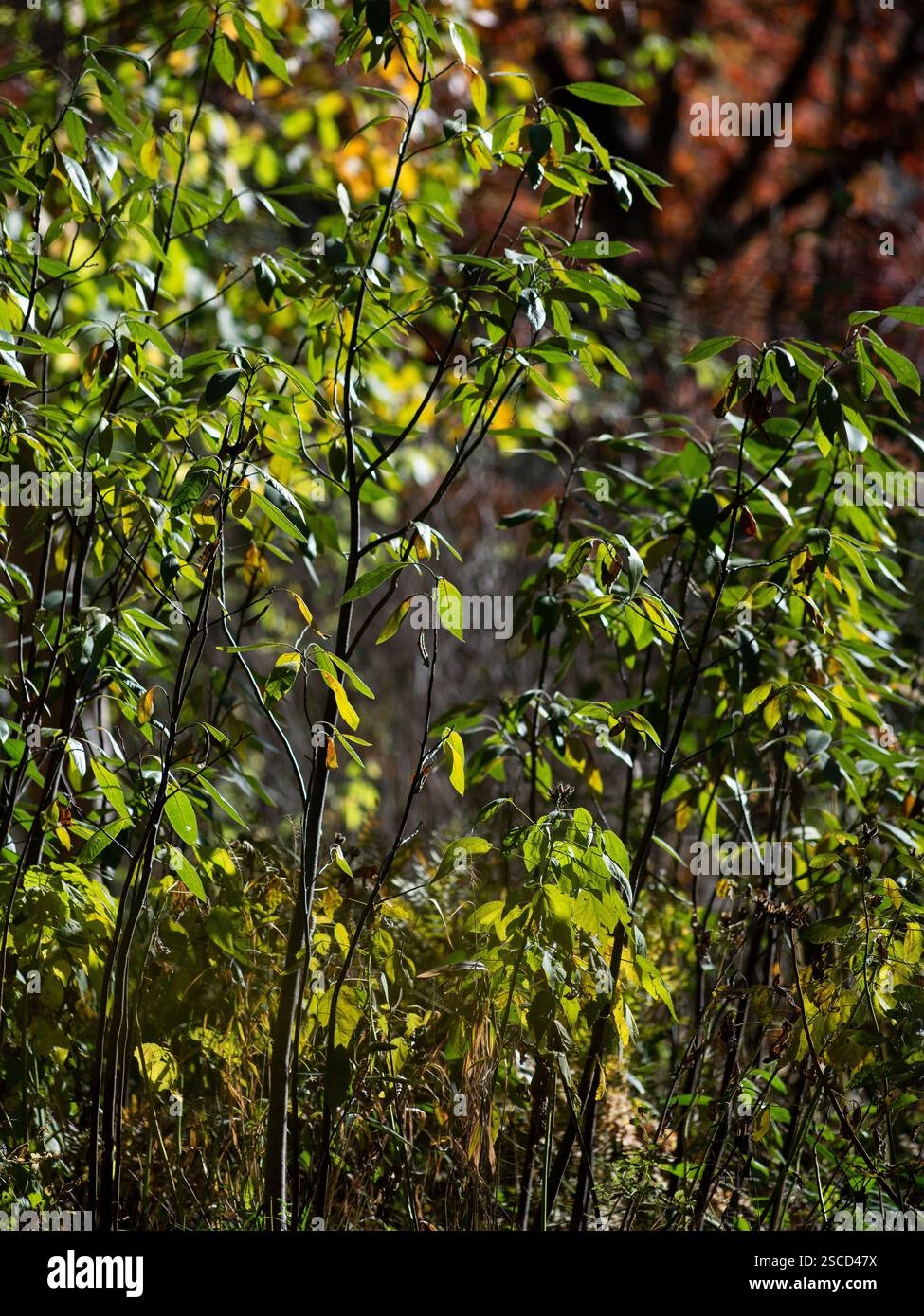 Missouri Botanical Garden - English Woodland Garden, Location : selon Louis MO Banque D'Images