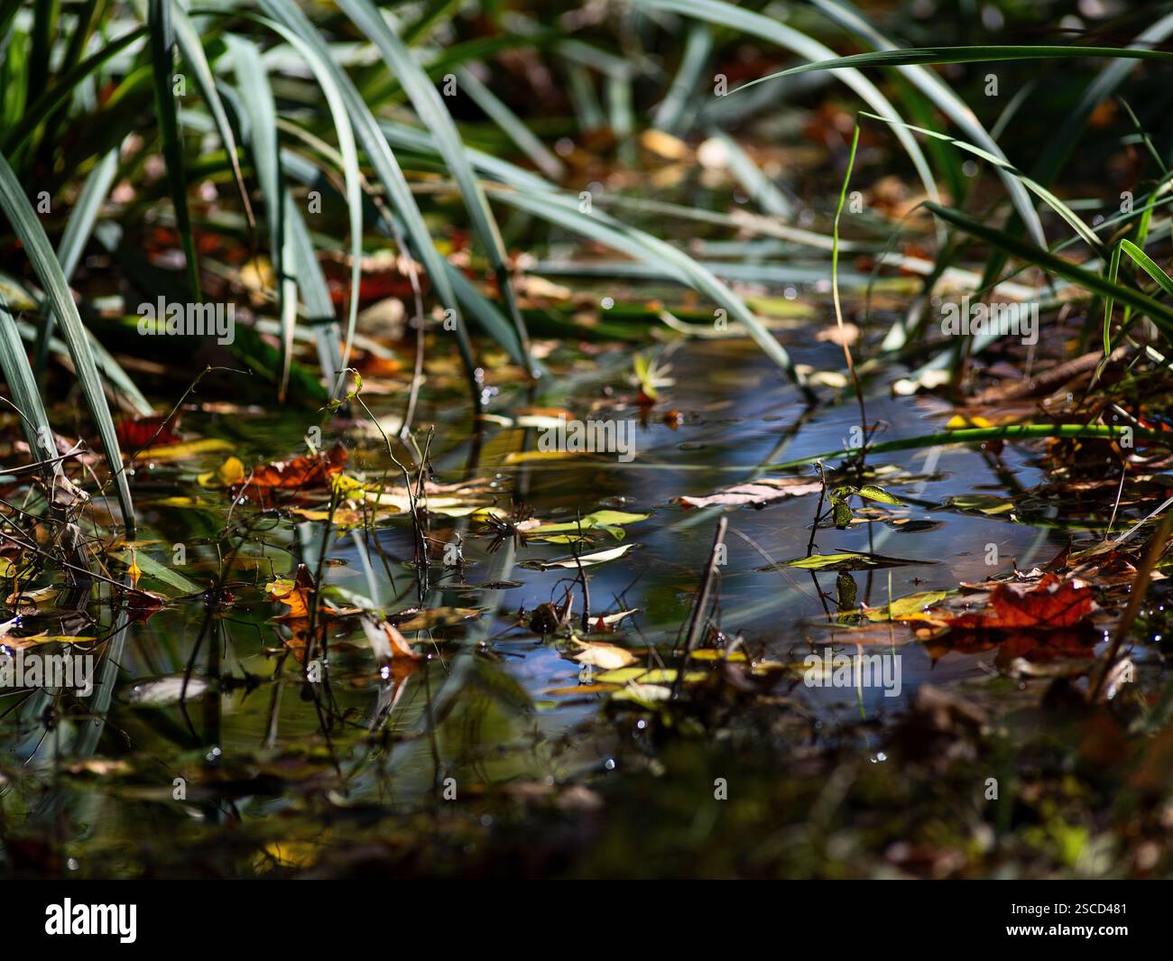 Missouri Botanical Garden - English Woodland Garden, Location : selon Louis MO Banque D'Images