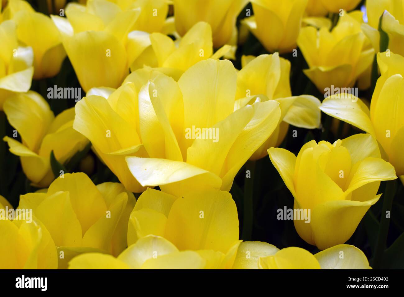 Un champ densément peuplé de tulipes jaunes, le tout fleurissant en harmonie. Les fleurs se distinguent par leur couleur vibrante et sont entourées de vert foncé Banque D'Images