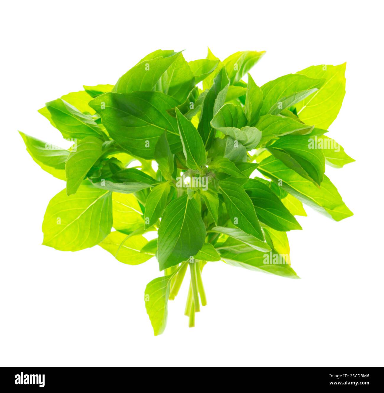 Feuilles de basilic vert, isolé sans ombre sur blanc.herbe culinaire, utilisé comme garniture, ou pour aromatiser les aliments. Nourriture saine végétalienne sur fond blanc. Cuisinez Banque D'Images