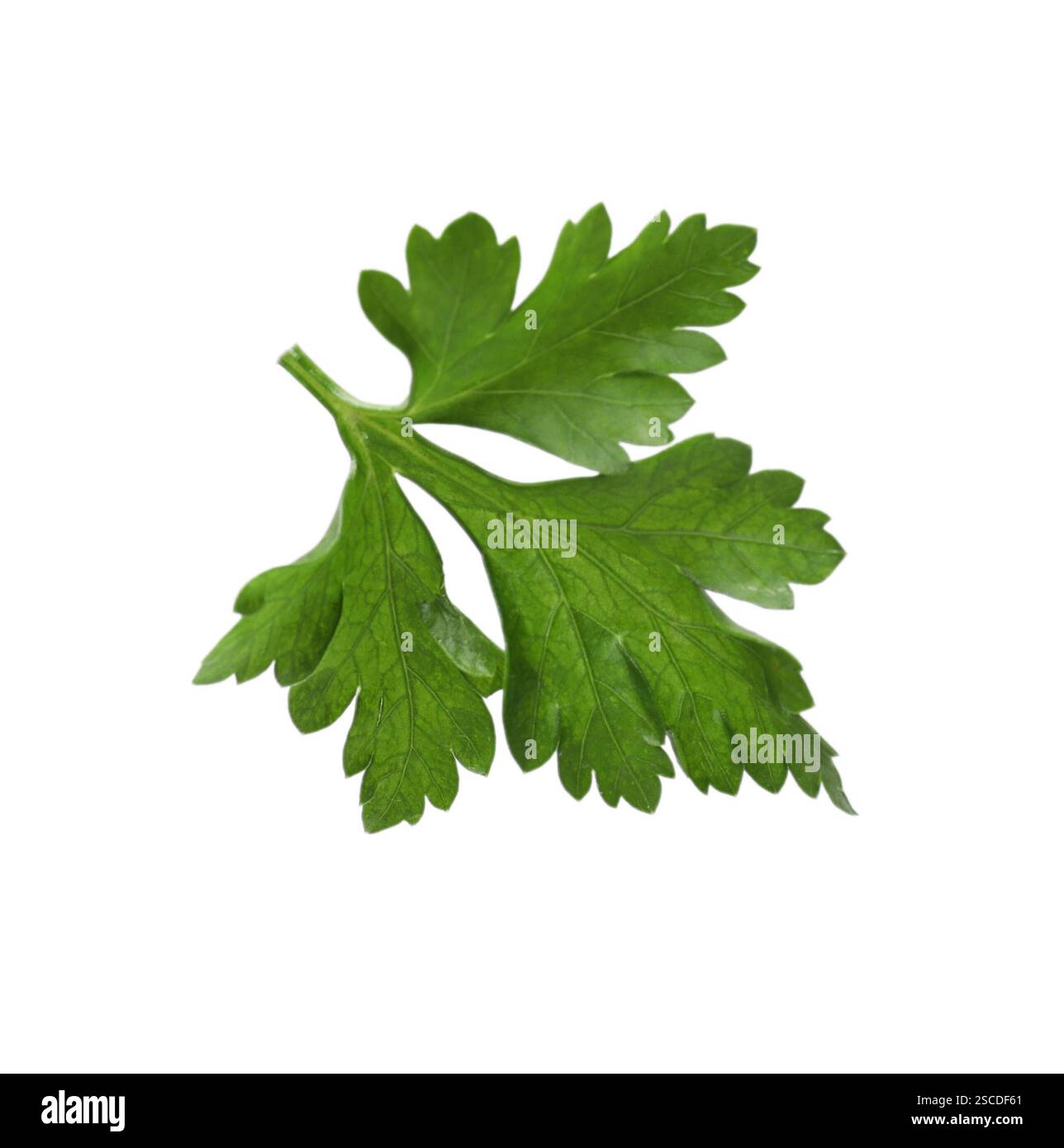 Branche de persil frais à l'air isolé sur blanc Banque D'Images