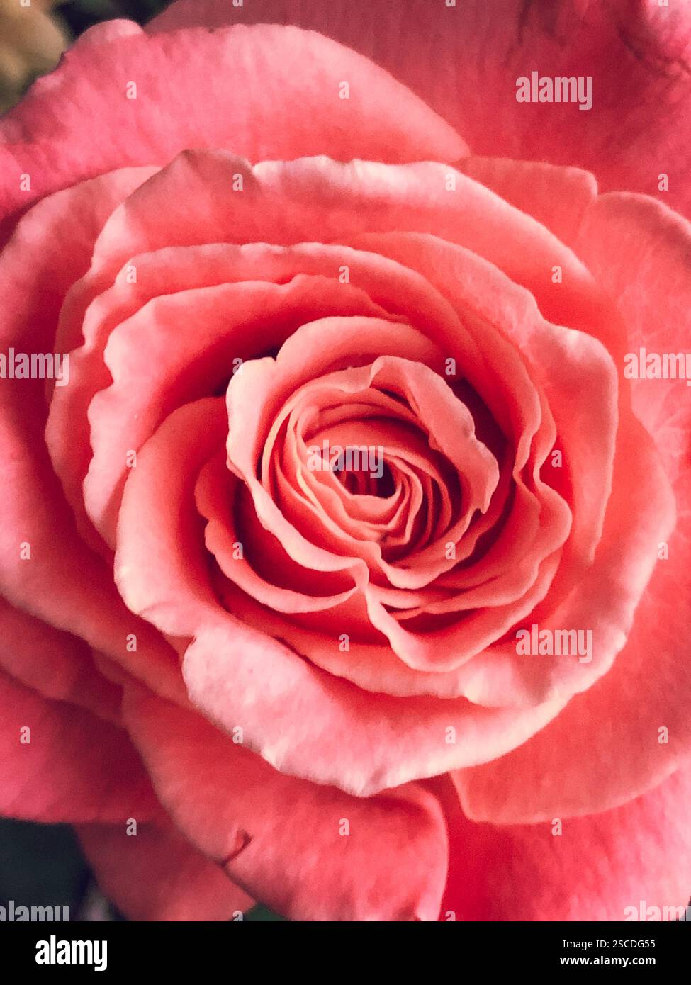 Gros plan du centre d'une rose rose rose. Banque D'Images