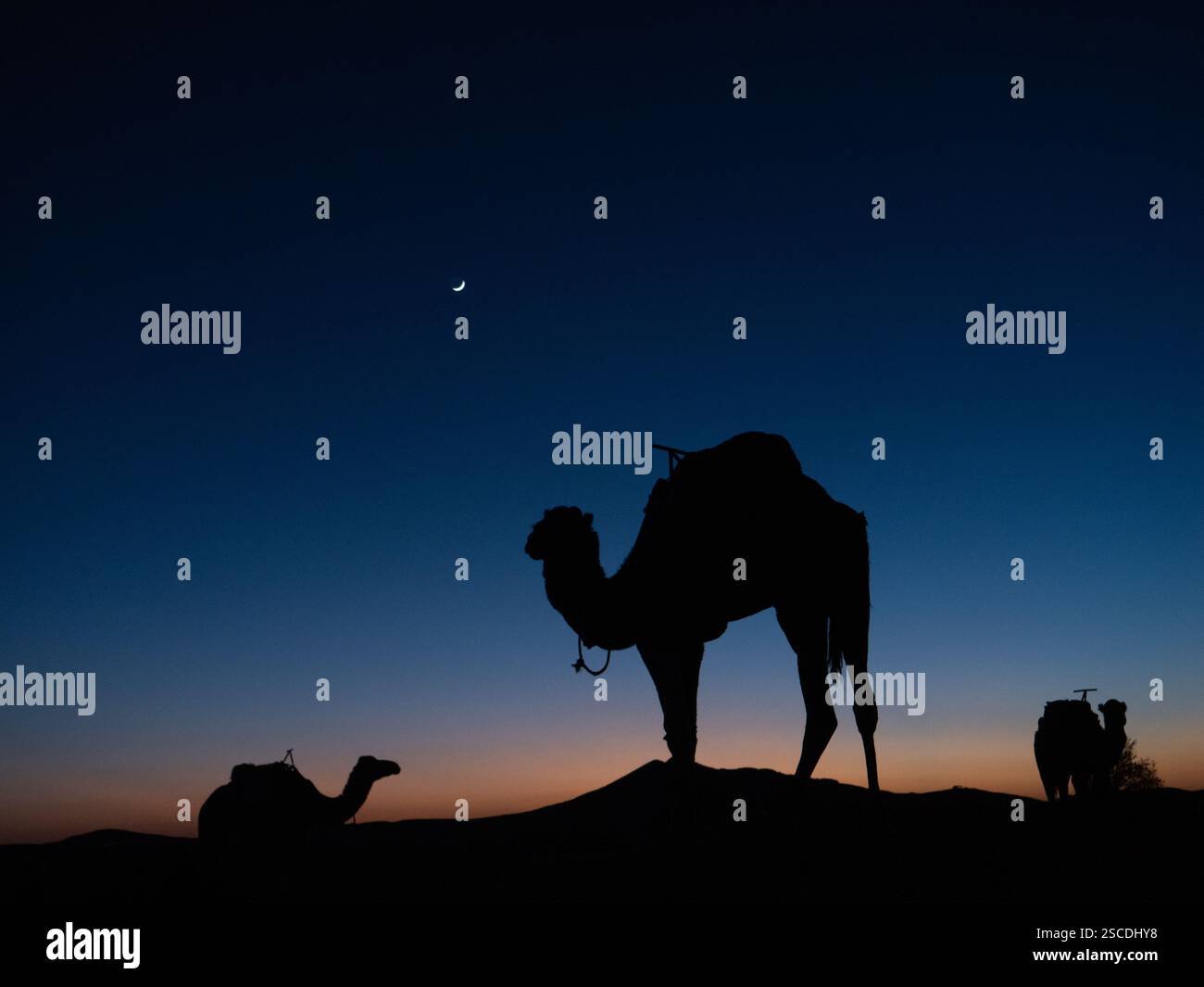 Starlit Journey : chameaux sous le ciel nocturne du Sahara Banque D'Images