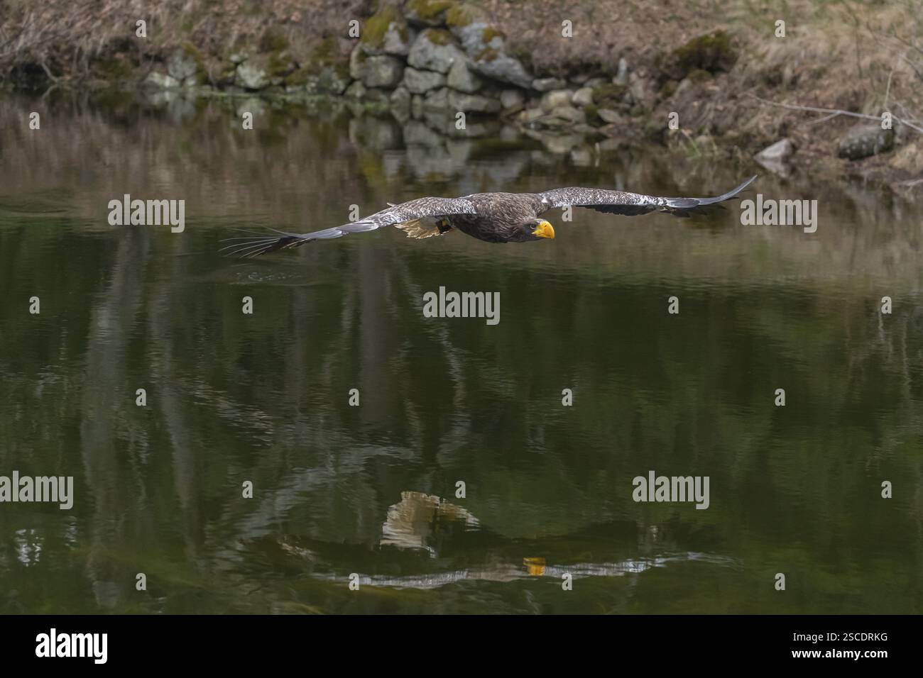 Un jeune aigle de Steller (Haliaeetus pelagicus) survolant un lac. Une forêt en arrière-plan. Condition contrôlée Banque D'Images