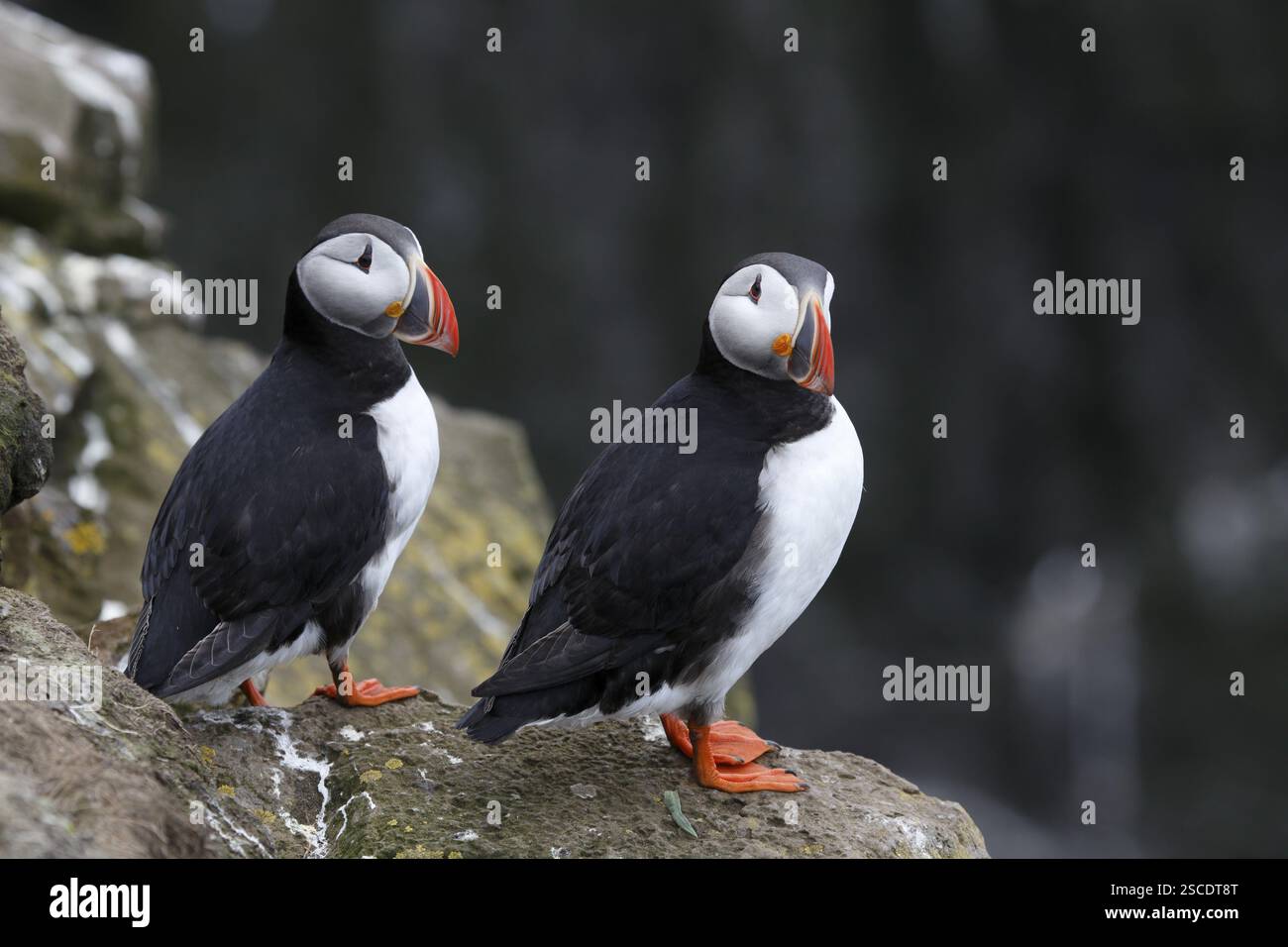 Macareux de l'Atlantique, macareux commun. Fratercula arctica, sur les falaises de Latrabjarg, Islande, Europe Banque D'Images