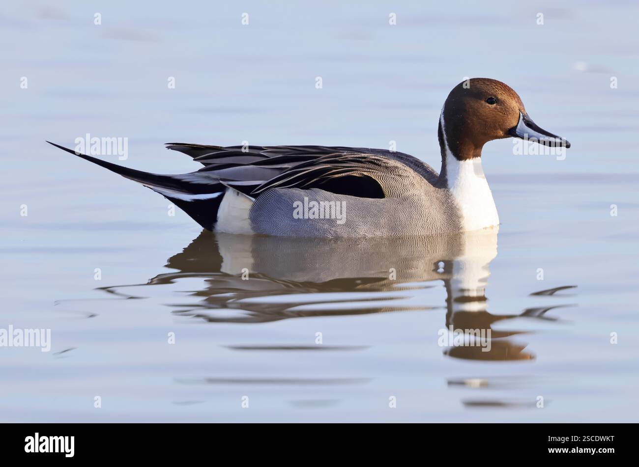 A Northern Pintail (Anas acuta) à Slimbridge WWT Gloucestershire UK Banque D'Images