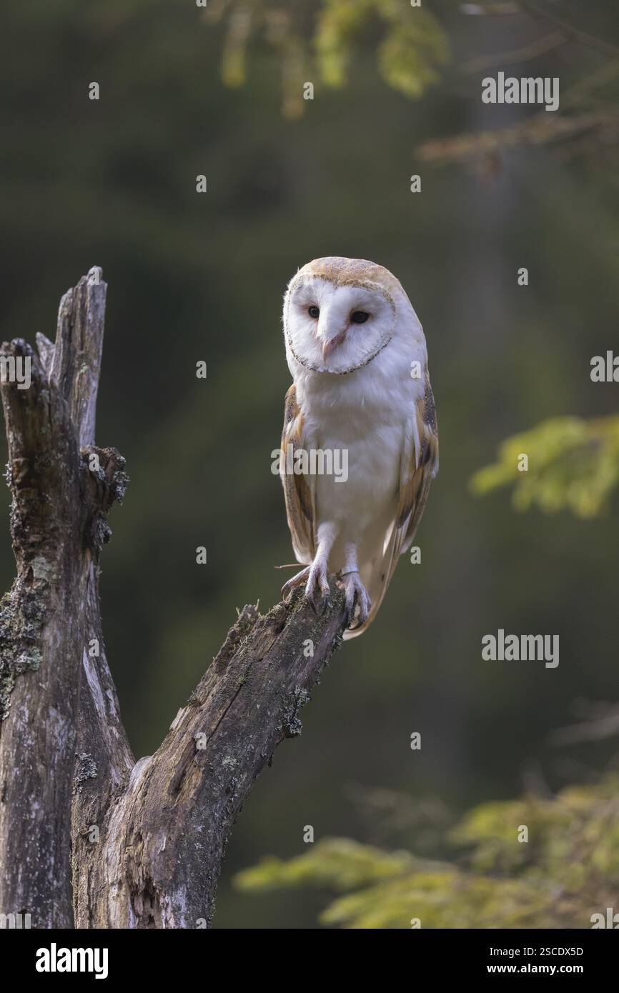 Un hibou de grange (Tyto alba) assis sur une souche d'arbre. Une forêt verte dans le fond lointain Banque D'Images