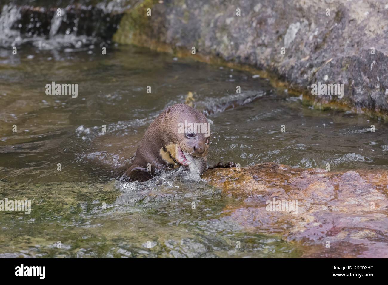 Une loutre géante adulte ou une loutre de rivière géante (Pteronura brasiliensis) se trouve dans un petit ruisseau avec une petite cascade et mange un poisson Banque D'Images