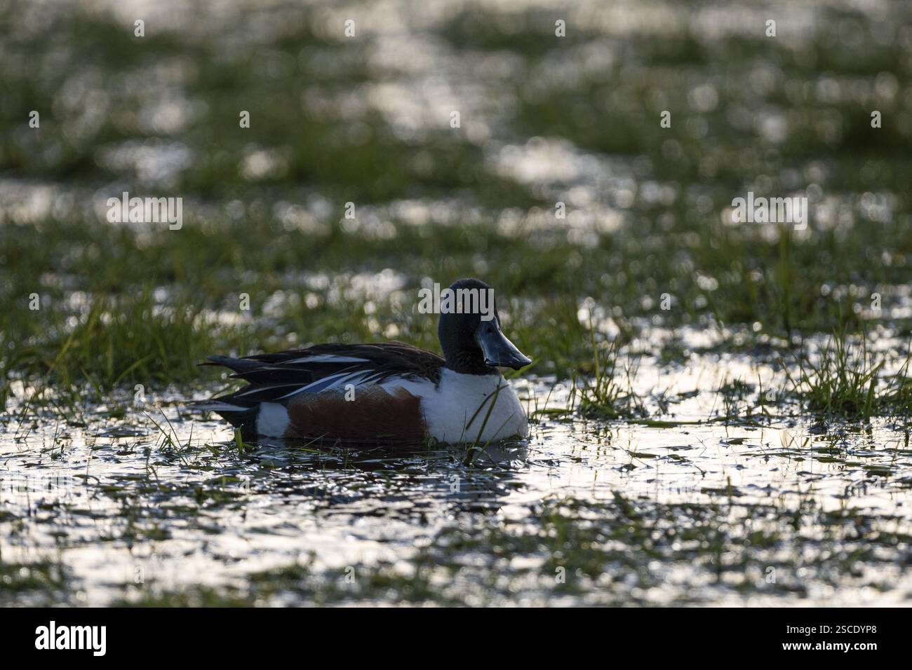 Pelle (Anas clypeata), drake, rétroéclairé, Ochsenmoor, Duemmer, Lemfoerde, basse-Saxe, Allemagne, Europe Banque D'Images