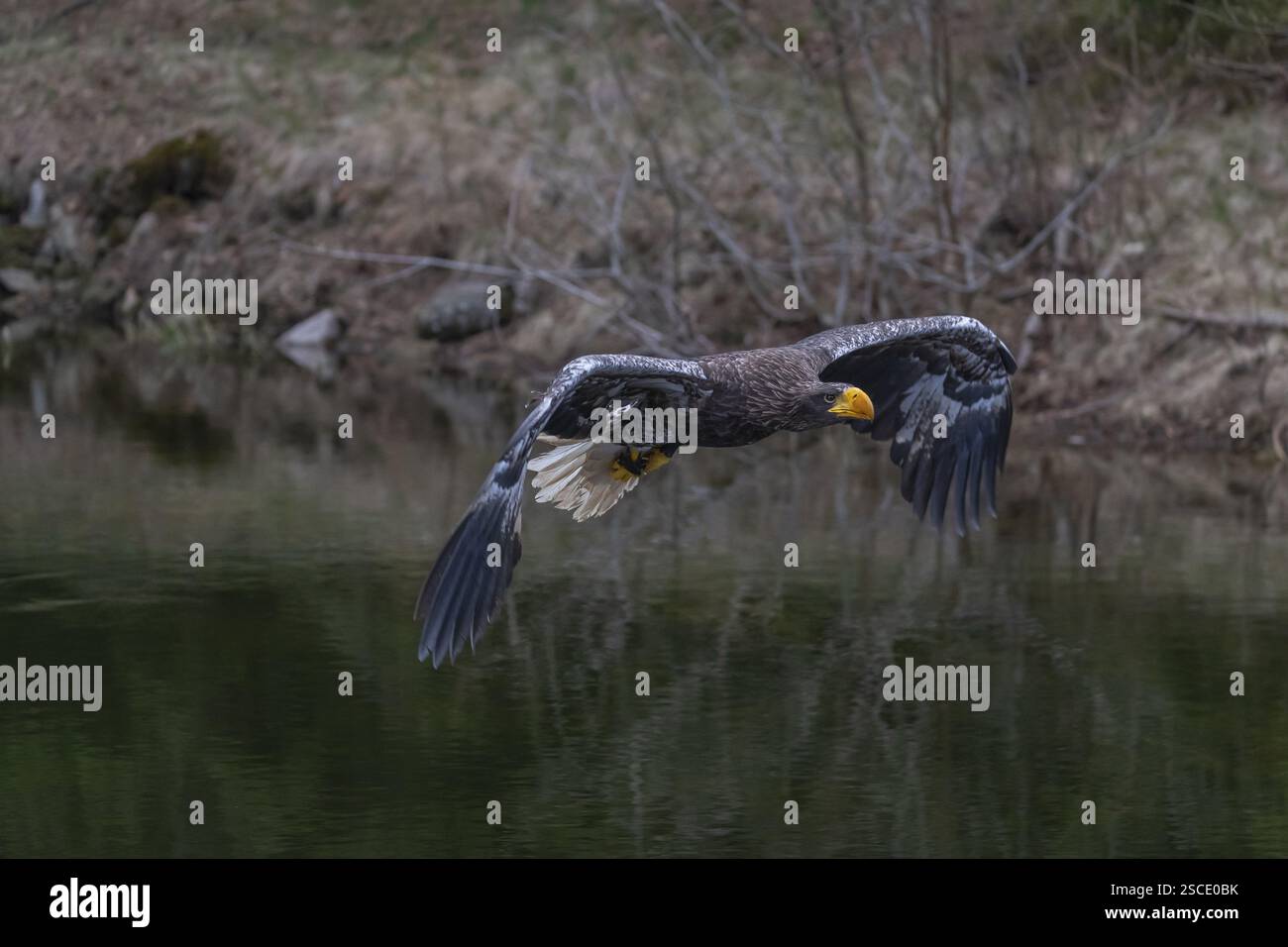 Un jeune aigle de Steller (Haliaeetus pelagicus) survolant un lac. Une forêt en arrière-plan. Condition contrôlée Banque D'Images