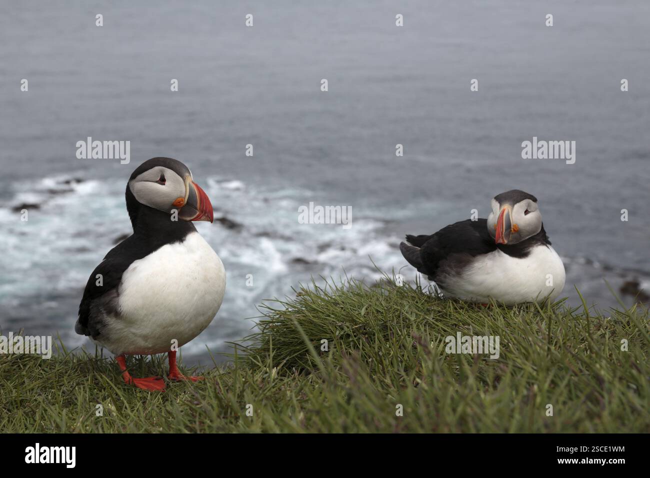 Macareux de l'Atlantique, macareux commun. Fratercula arctica, sur les falaises de Latrabjarg, Islande, Europe Banque D'Images