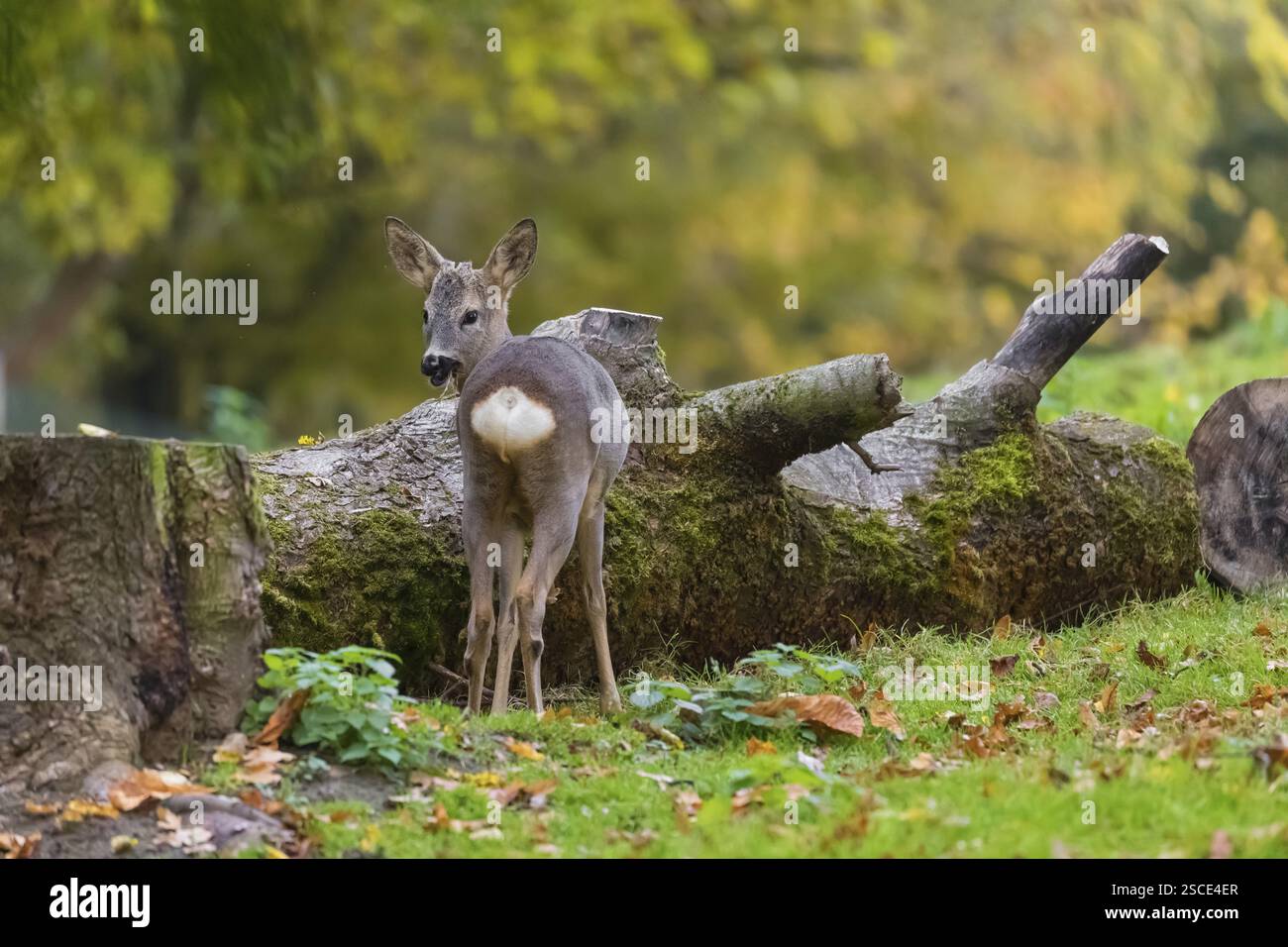Une jeune biche Roe, (Capreolus capreolus), se tient sur un pré devant un tronc d'arbre tombé. Un arbre dans le feuillage d'automne est en arrière-plan Banque D'Images