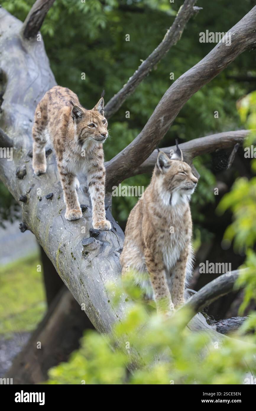 Un lynx eurasien, (Lynx lynx), marchant sur un arbre tombé. Vue latérale avec forêt verte en arrière-plan. Un lynx assis et bloquant le chemin Banque D'Images