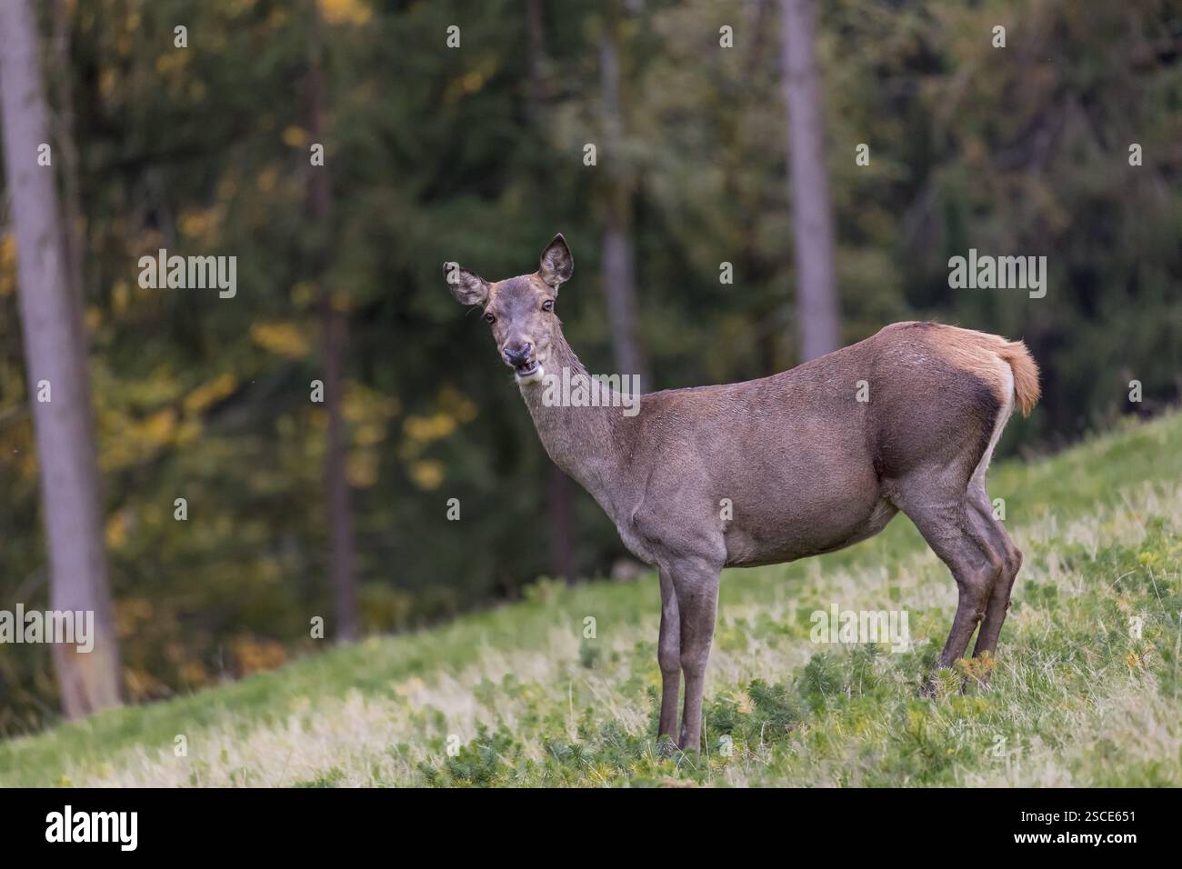 Une biche rouge (Cervus elaphus) debout sur un pré sur un sol vallonné. Une forêt en feuillage d'automne en arrière-plan Banque D'Images
