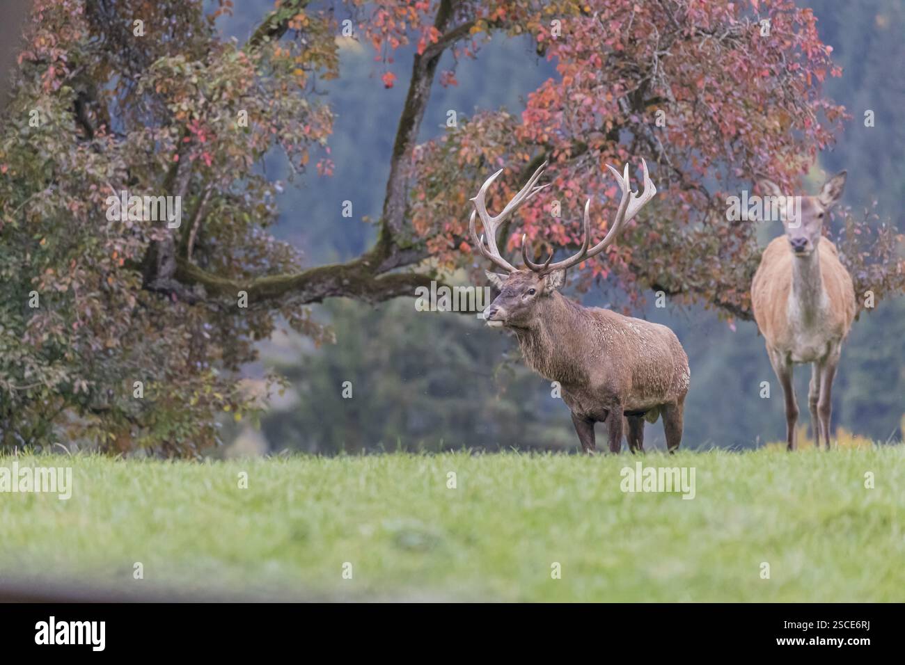 Un cerf de cerf rouge (Cervus elaphus) et une biche debout sur une prairie verte. Une forêt en feuillage d'automne en arrière-plan Banque D'Images