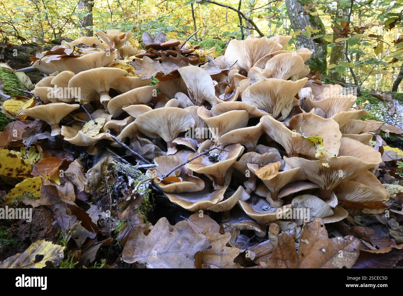 Champignon du miel, Armillaria polymyces, champignon du miel de conifères, champignon du miel brun, marais halli (Armillaria ostoyae) Banque D'Images