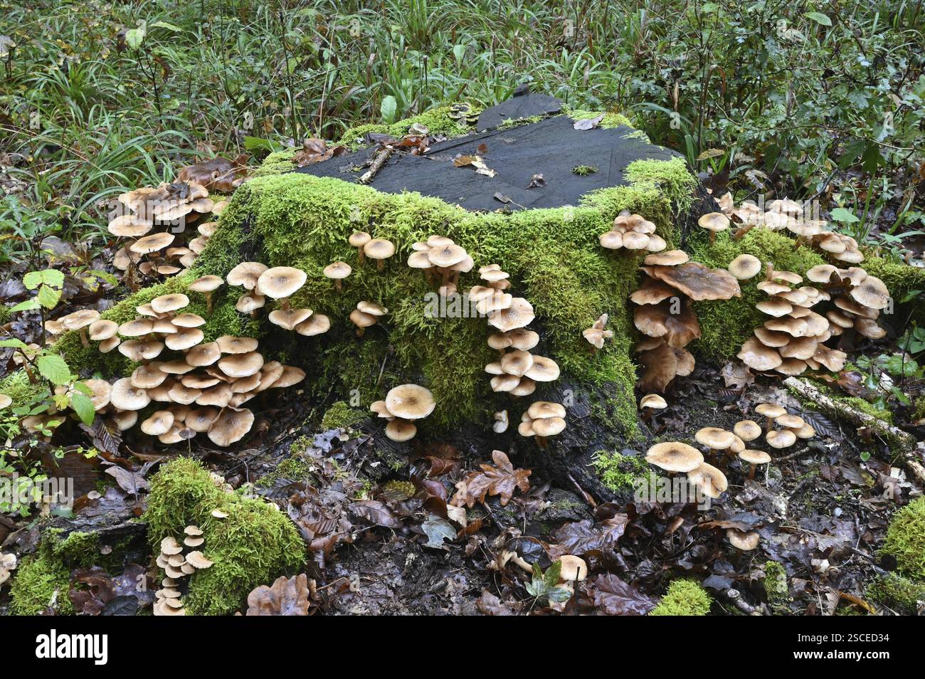 Touffe de conifères (Hypholoma capnoides), basse-Franconie, Bavière, Allemagne, Europe Banque D'Images