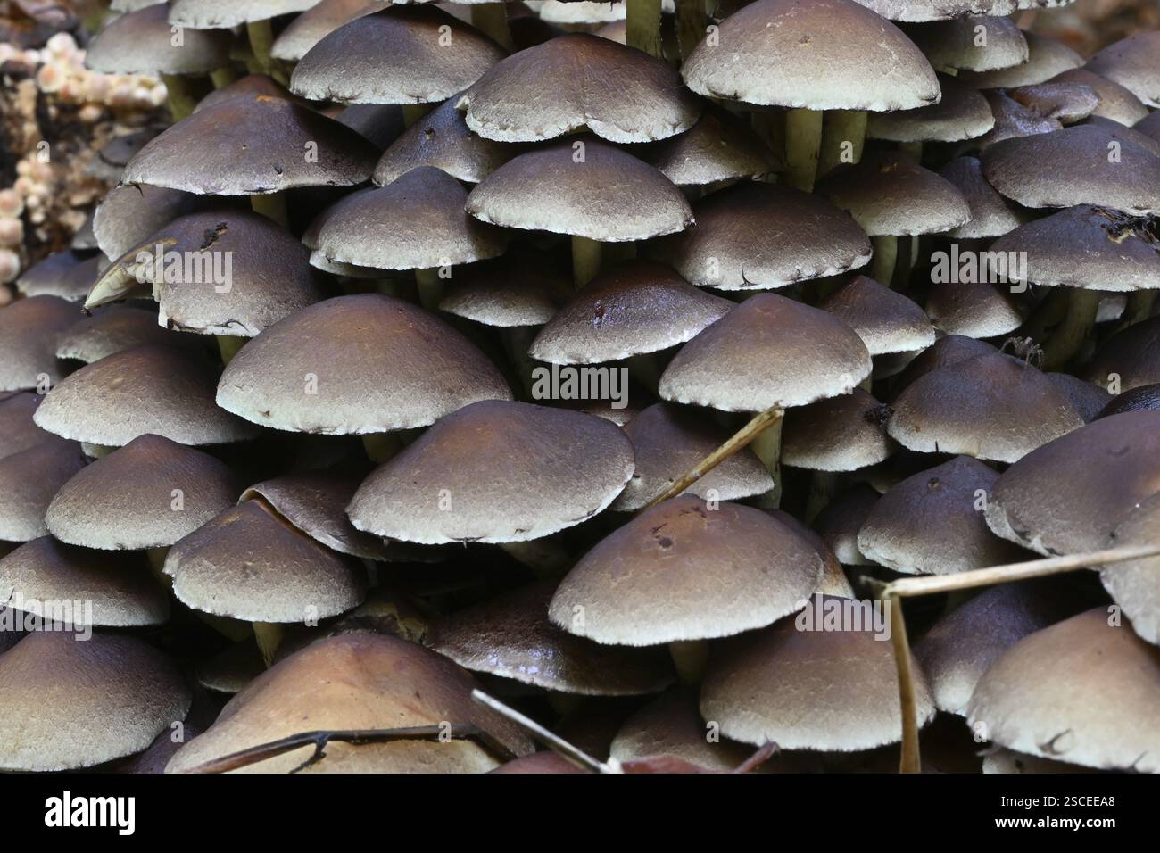 Touffe de conifères (Hypholoma capnoides), basse-Franconie, Bavière, Allemagne, Europe Banque D'Images