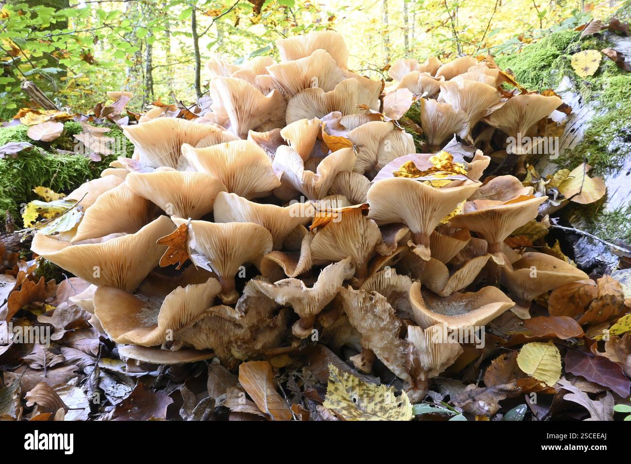 Champignon du miel, Armillaria polymyces, champignon du miel de conifères, champignon du miel brun, marais halli (Armillaria ostoyae) Banque D'Images